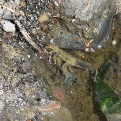 Synidotea laticauda