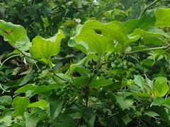 Smilax sieboldii