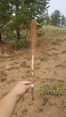 Orobanche coerulescens