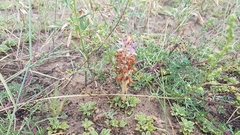 Orobanche coerulescens