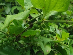Smilax sieboldii