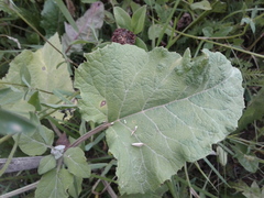 Arctium tomentosum