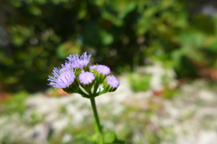 Ageratum littorale