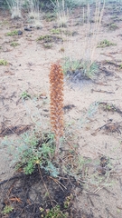 Orobanche coerulescens