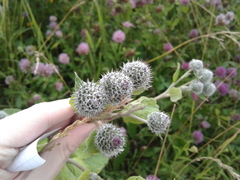 Arctium tomentosum