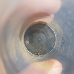 Geocoris erythrocephalus