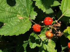 Rubus crataegifolius