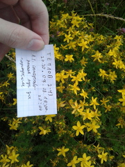 Hypericum perforatum