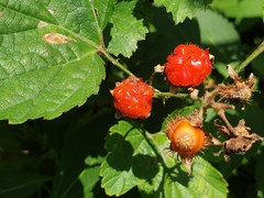 Rubus crataegifolius