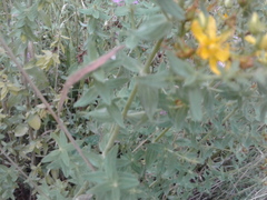 Hypericum perforatum