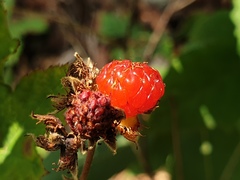 Rubus crataegifolius