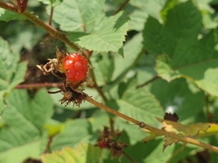 Rubus crataegifolius