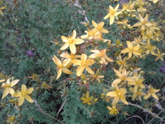 Hypericum perforatum