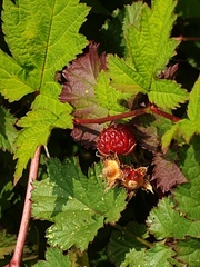 Rubus crataegifolius