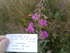 Chamaenerion angustifolium