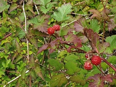 Rubus crataegifolius