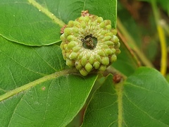 Quercus mongolica