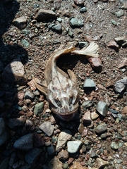 Hemitripterus americanus