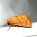 Yellow-collared Slug Moth - Photo (c) Royal Tyler, some rights reserved (CC BY-NC-SA), uploaded by Royal Tyler