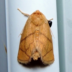 Apoda y-inversa