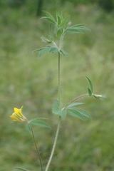 Lotus angustissimus