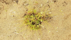 Chamaerhodos grandiflora