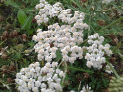 Achillea millefolium