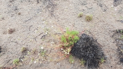 Chamaerhodos grandiflora