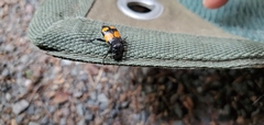 Nicrophorus defodiens