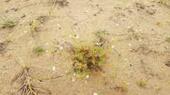 Chamaerhodos grandiflora