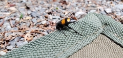 Nicrophorus defodiens