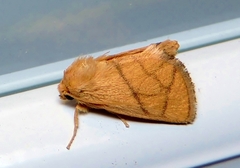 Apoda y-inversa