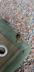 Nicrophorus defodiens