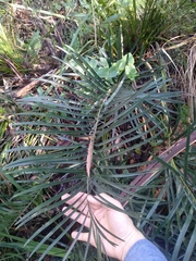 Macrozamia spiralis