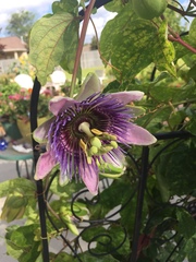 Passiflora alata × caerulea