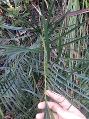 Macrozamia spiralis