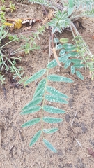 Gueldenstaedtia verna