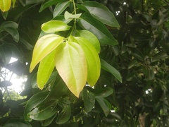 Cinnamomum tamala
