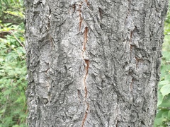 Quercus variabilis