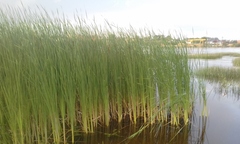 Typha angustifolia