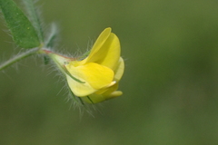 Lotus angustissimus