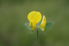 Lotus angustissimus