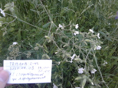 Silene latifolia
