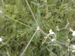 Silene latifolia