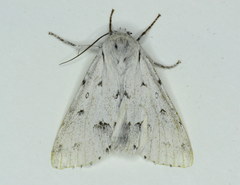Acronicta vulpina