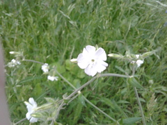 Silene latifolia