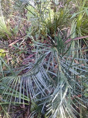 Macrozamia spiralis