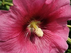 Alcea rosea