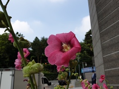 Alcea rosea
