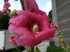 Alcea rosea
